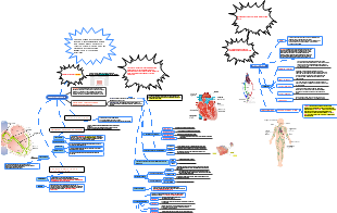 Sistema Cardiovascular