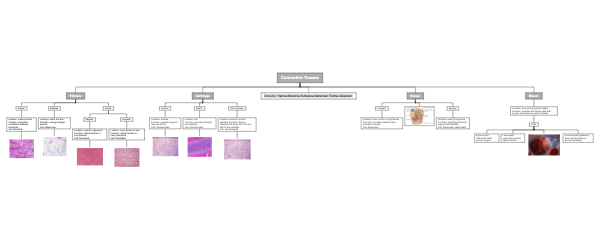 Body’s Fabric: the Diversity of Connective Tissues 