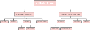 Epithelial Tissue Classification