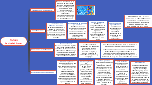 Rutas Metabólicas