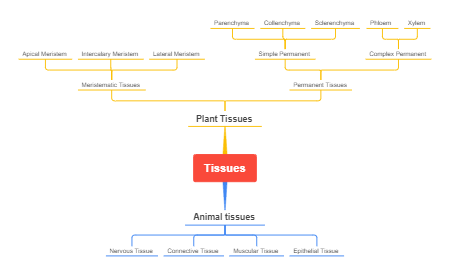 Tissues: Exploring Plant Tissues and Animal Tissues