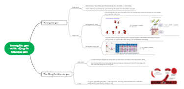 Tương Tác Gen Và Tác Động Đa Hiệu Của Gen