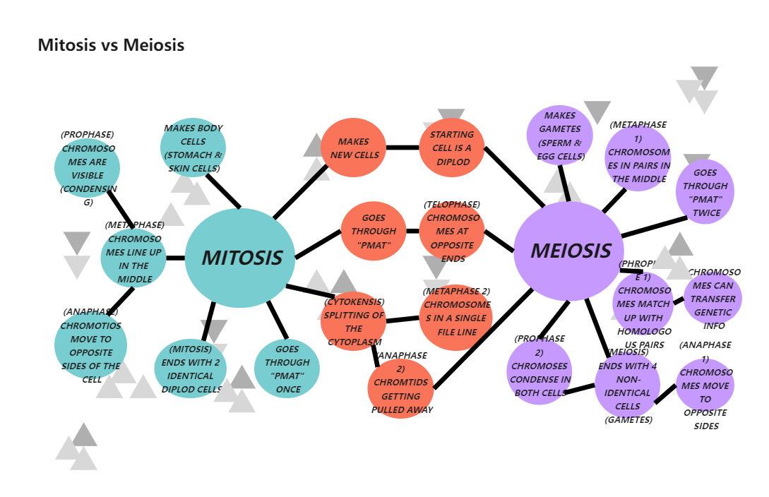 Mitosis and Meiosis Double Bubble Map
