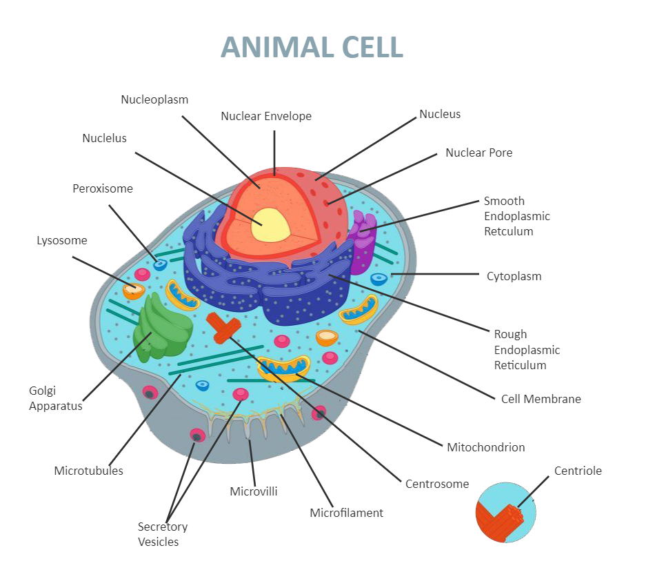 Animal Cell Diagram Labeled | EdrawMax Template