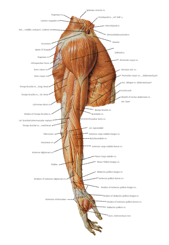Arm Muscle Diagram