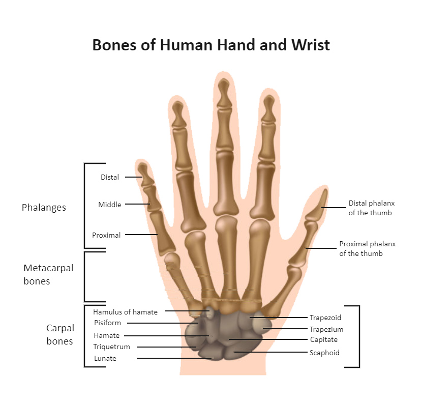 Hand Bones Labeled