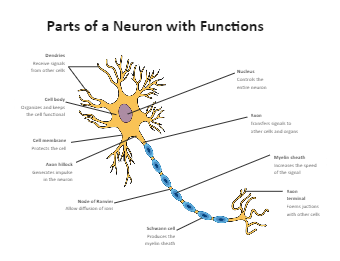 Labeled Neuron Diagram
