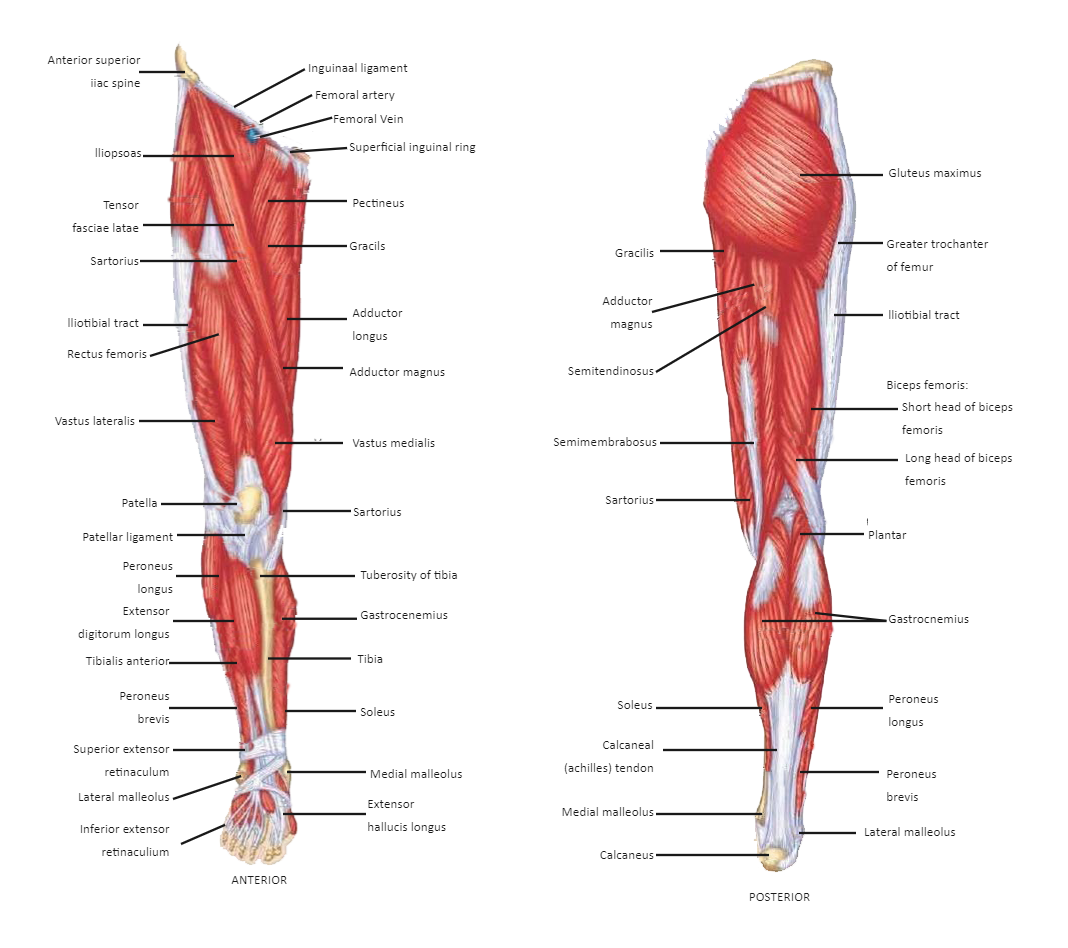 Leg Muscles Labeled Diagram
