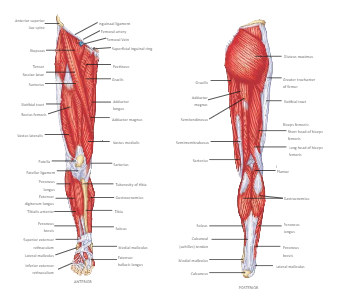 Leg Muscles Labeled Diagram