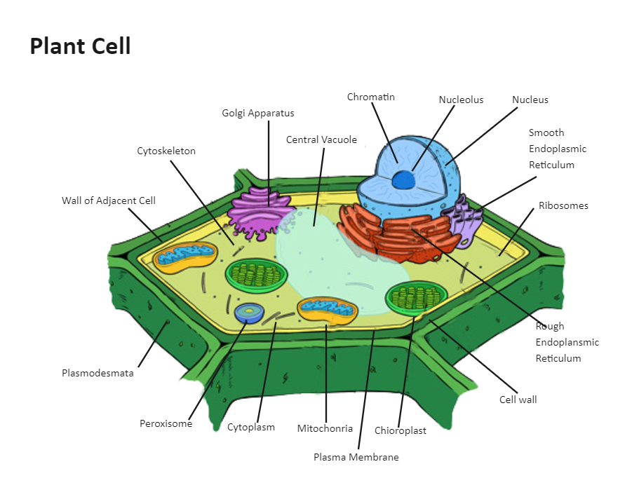 Plant Cell Diagram Labeled EdrawMax Template