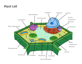 Plant Cell Diagram Labeled