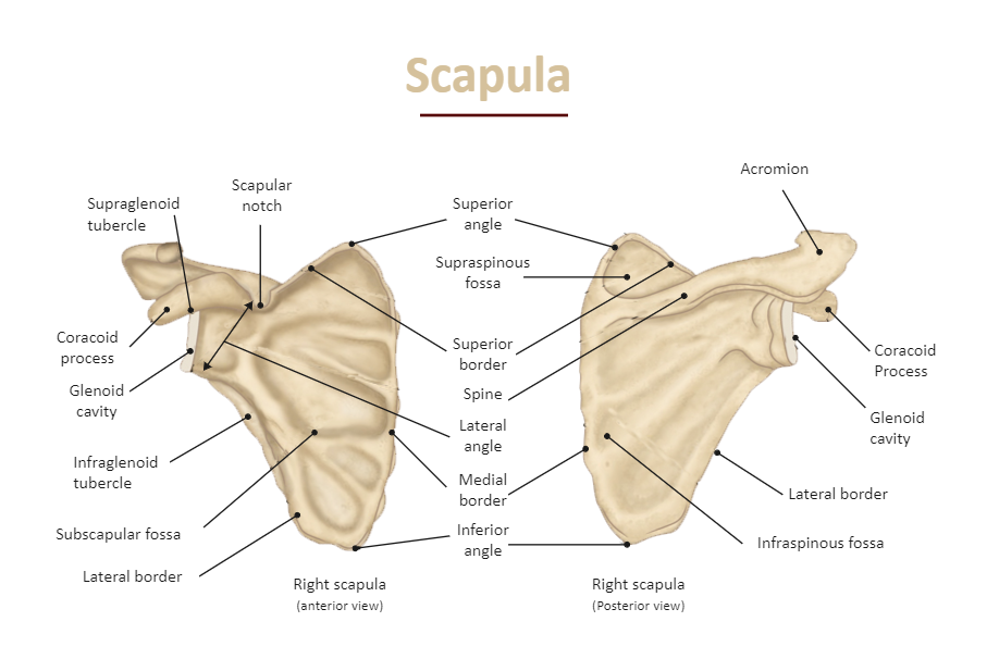 Scapula Labeled Diagram