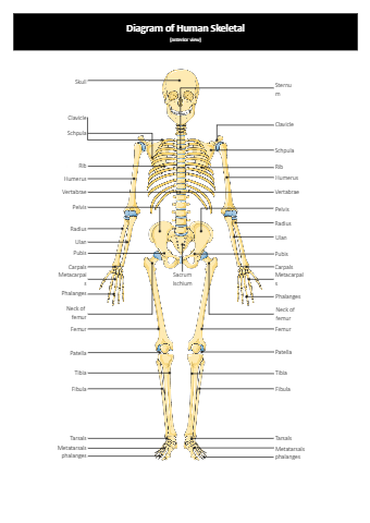 Skeleton Labeled Diagram
