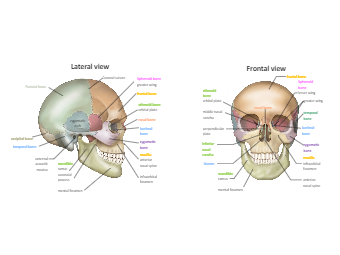Skull Labeled Diagram