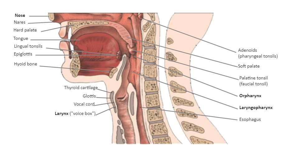 Throat Diagram