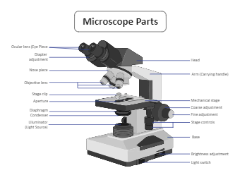Microscope Diagram