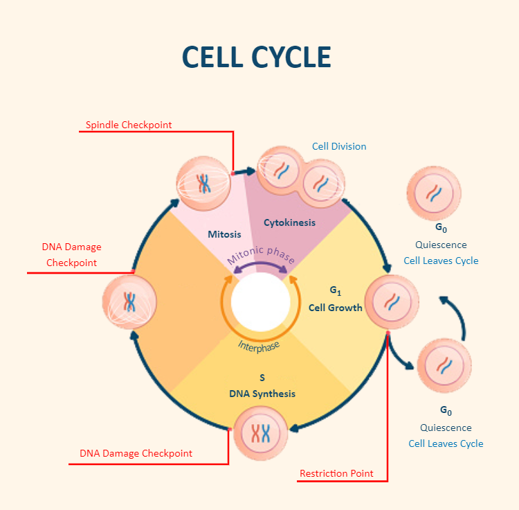 Cell Cycle Diagram Labeled