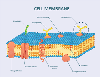 Cell Membrane Labeled