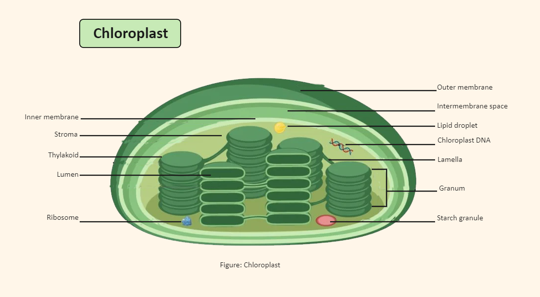 Chloroplast Labeled