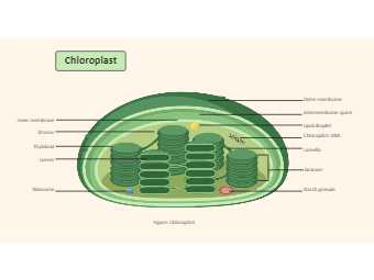 Chloroplast Labeled