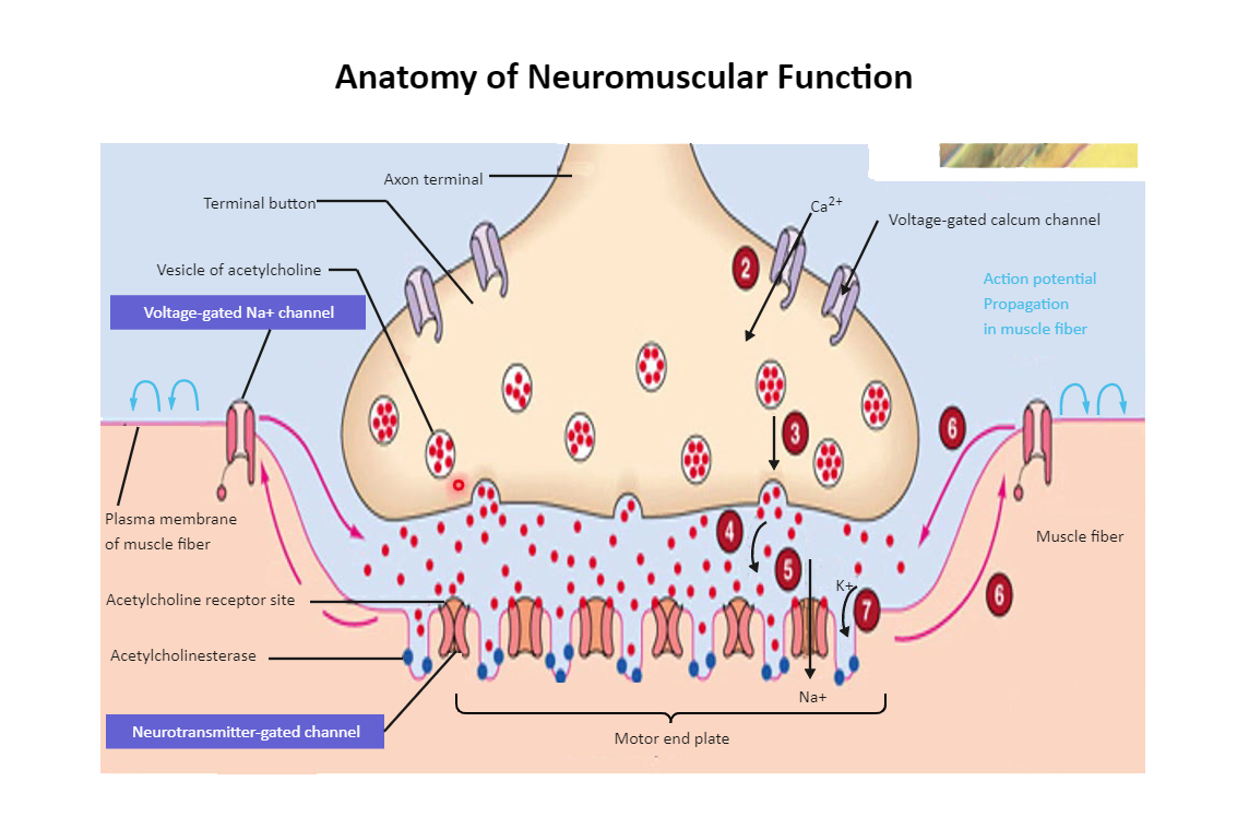 Neuromuscular Junction Diagram