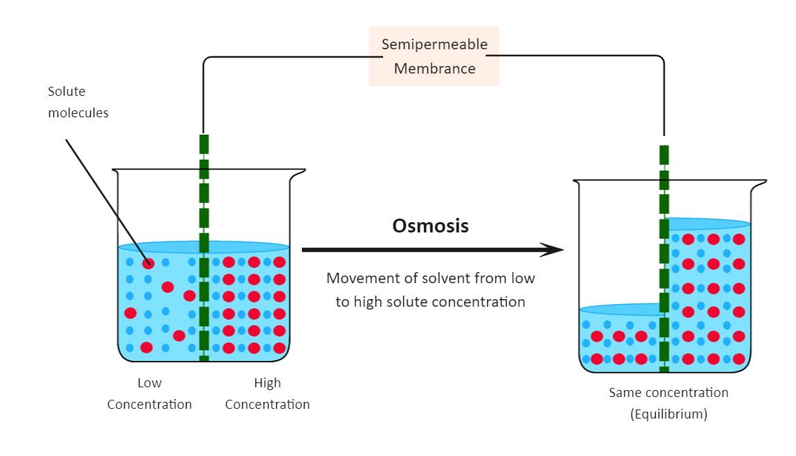 Osmosis Diagram