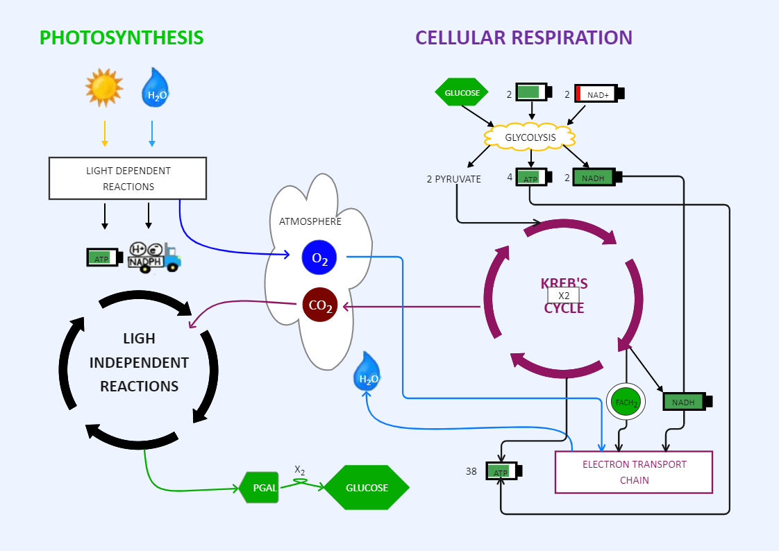 Photosynthesis & Cellular Respiration Diagram 1