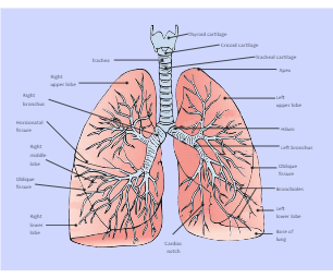 Lung Diagram Labeled
