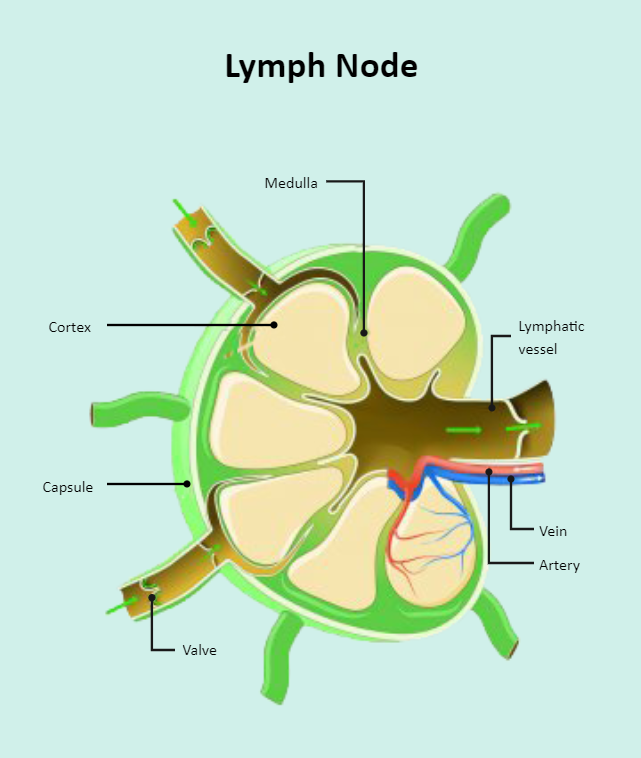 lymph-node-labeled-edrawmax-template