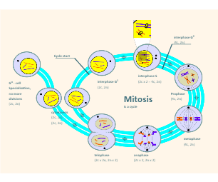 Mitosis Labeled