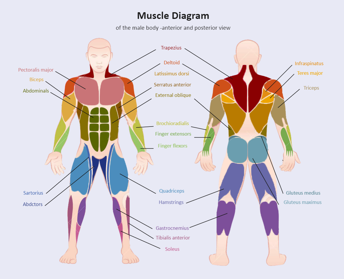 Muscle Diagram Labeled