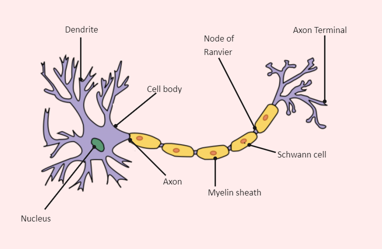 Neuron Labeled Diagram