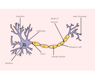 Neuron Diagram Labeled