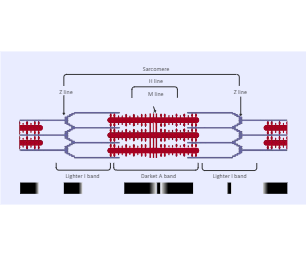 Sarcomere Labeled Diagram