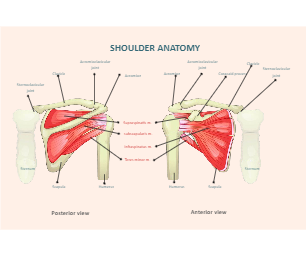 Shoulder Muscles Labeled