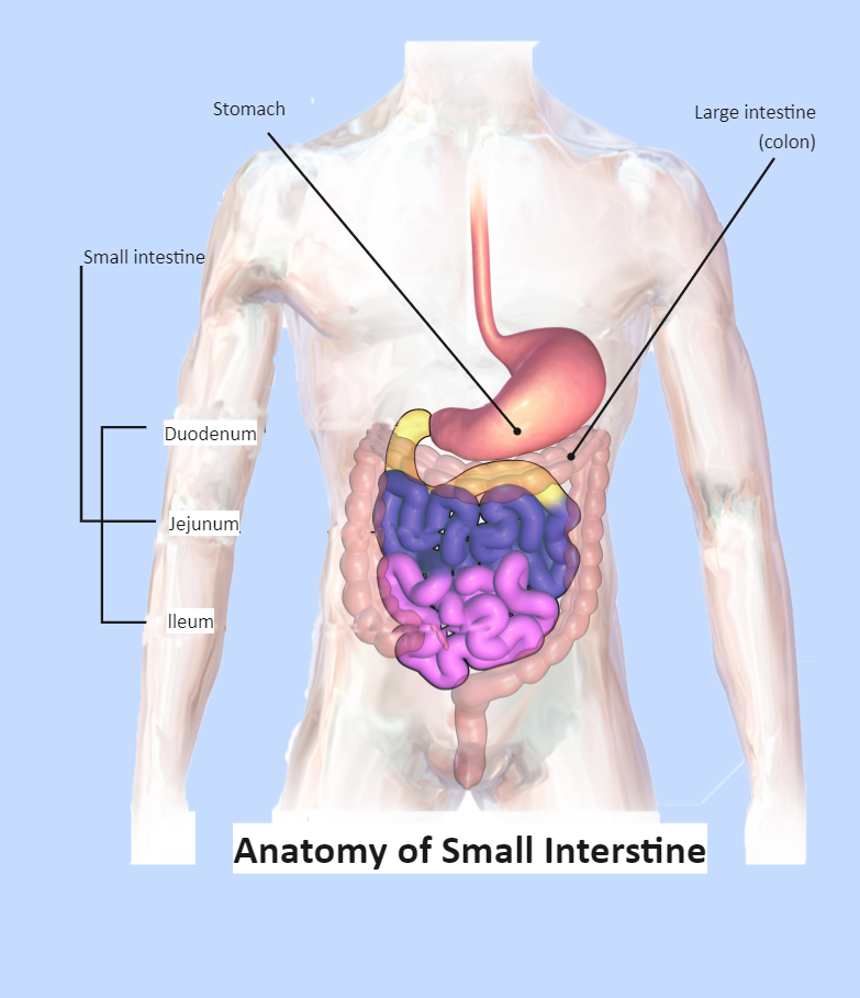 Small Intestine Labeled