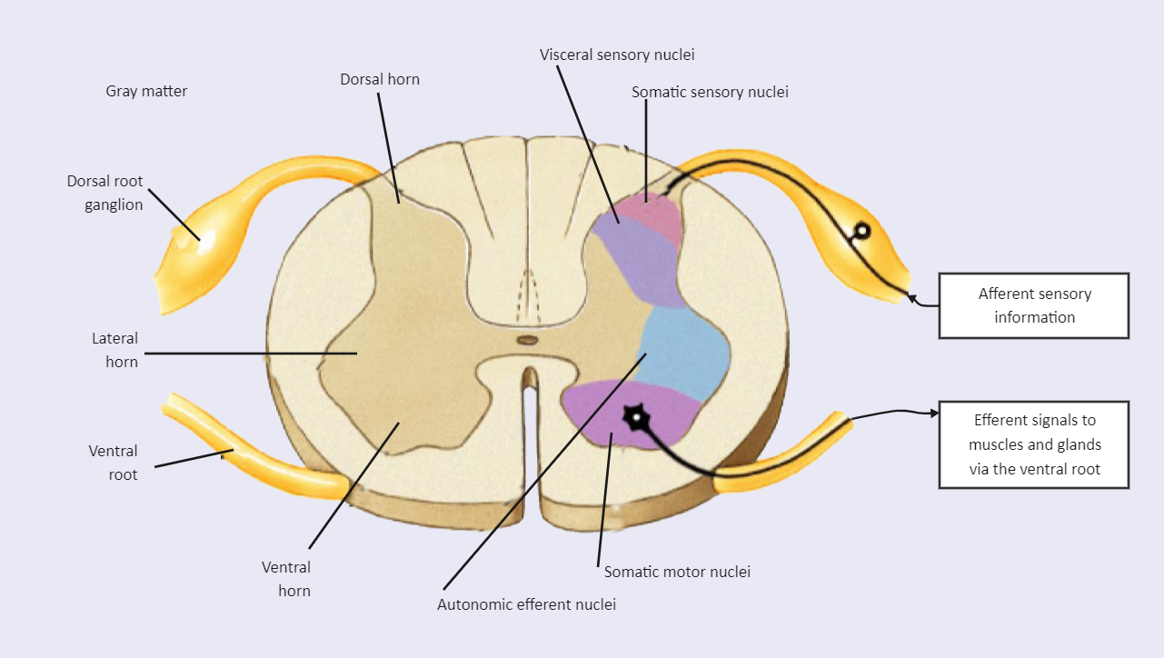 Spinal Cord Cross Section Labeled