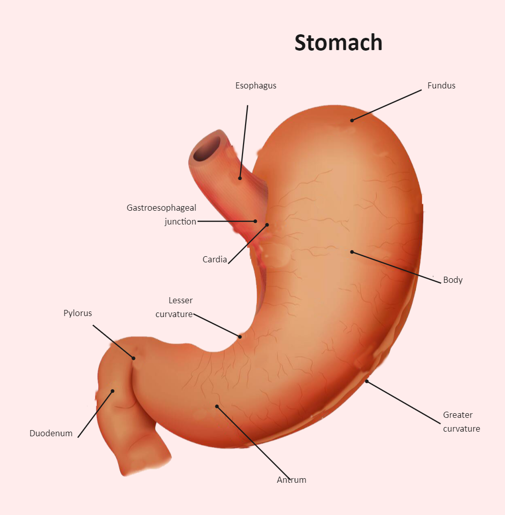 Stomach Diagram Labeled