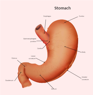 Stomach Diagram Labeled