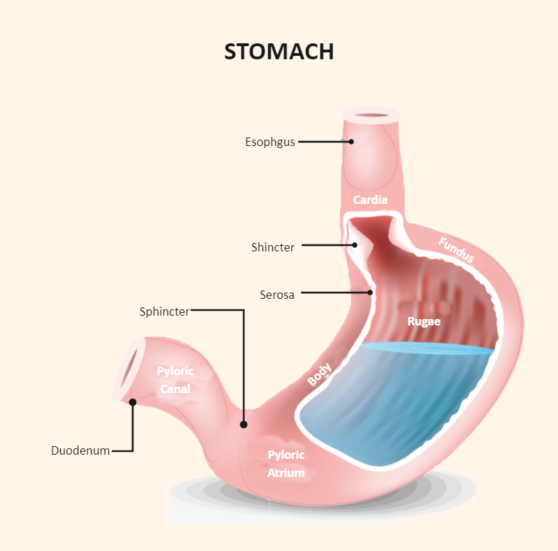Stomach Labeled