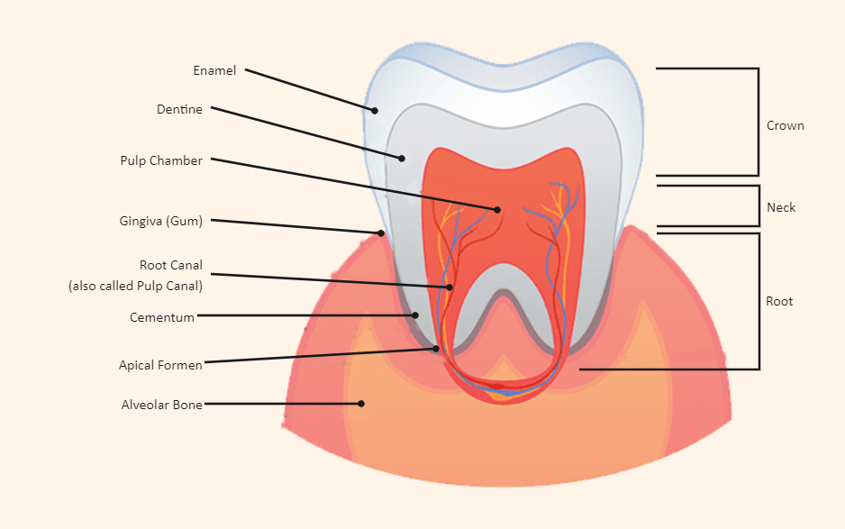 Teeth Labeled diagram