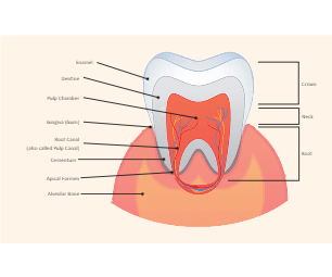 Teeth Labeled Diagram
