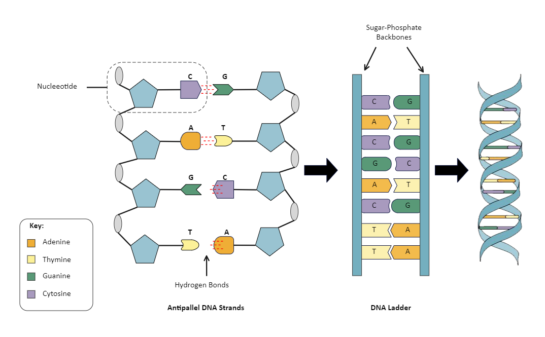 DNA Ladder Diagram