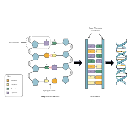 DNA Ladder Diagram