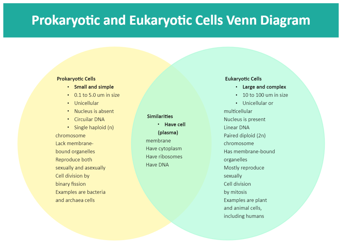 Prokaryotic and Eukaryotic Venn Diagram