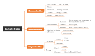 Carbohydrates Concept Map
