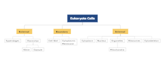 Eukaryote Cells Mind Map