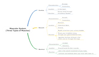 Muscular System Concept Map