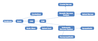 Nervous System Concept Map