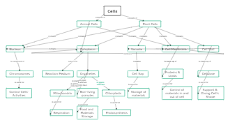 Plant Cells & Animals Cell Mind Map